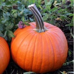 Dynia Spitfire F1 250 nasion EliSem st